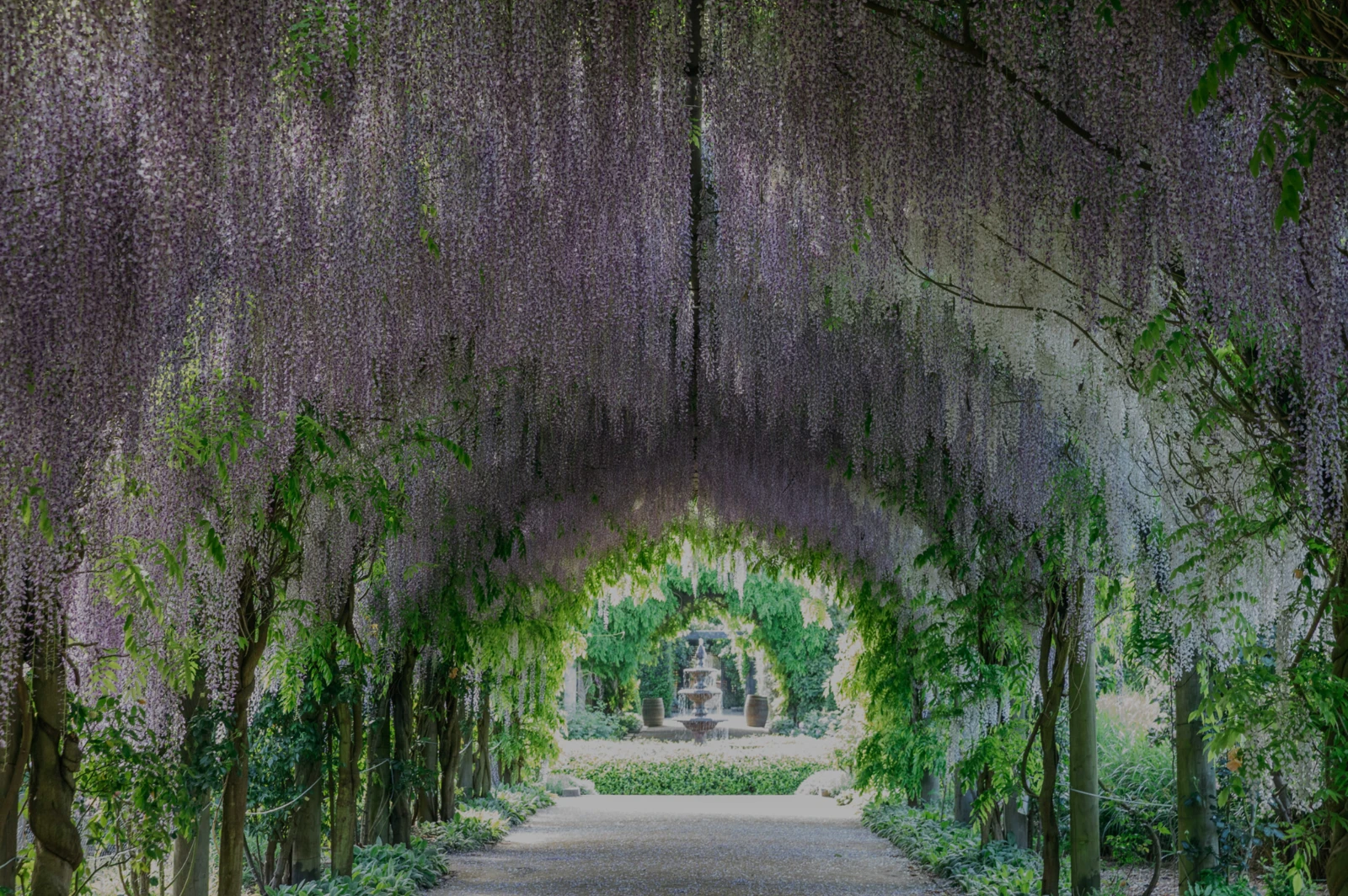 Purple wisteria flowers hanging over the arbour pathway towards a fountain at Alowyn Gardens