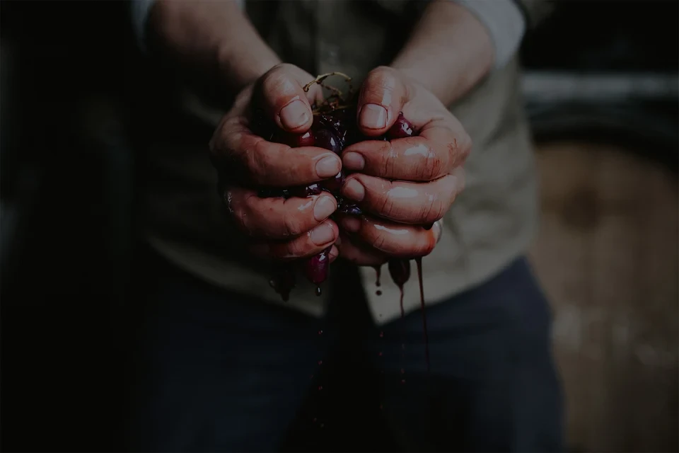 Hands crushing wine grapes at Giammarino Wines