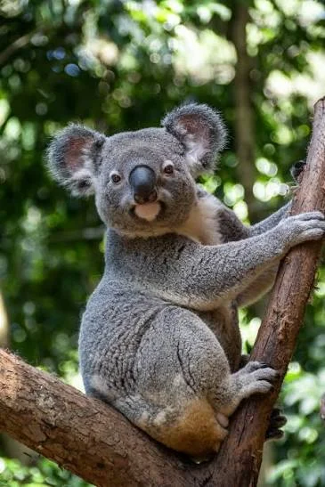 A koala resting among green foliage